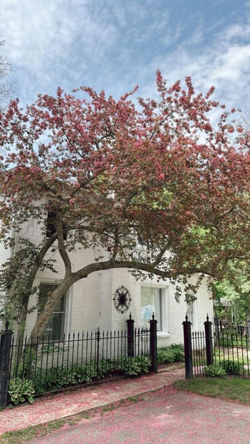 The Ginkgo Tree Bed and Breakfast Mount Pleasant Εξωτερικό φωτογραφία